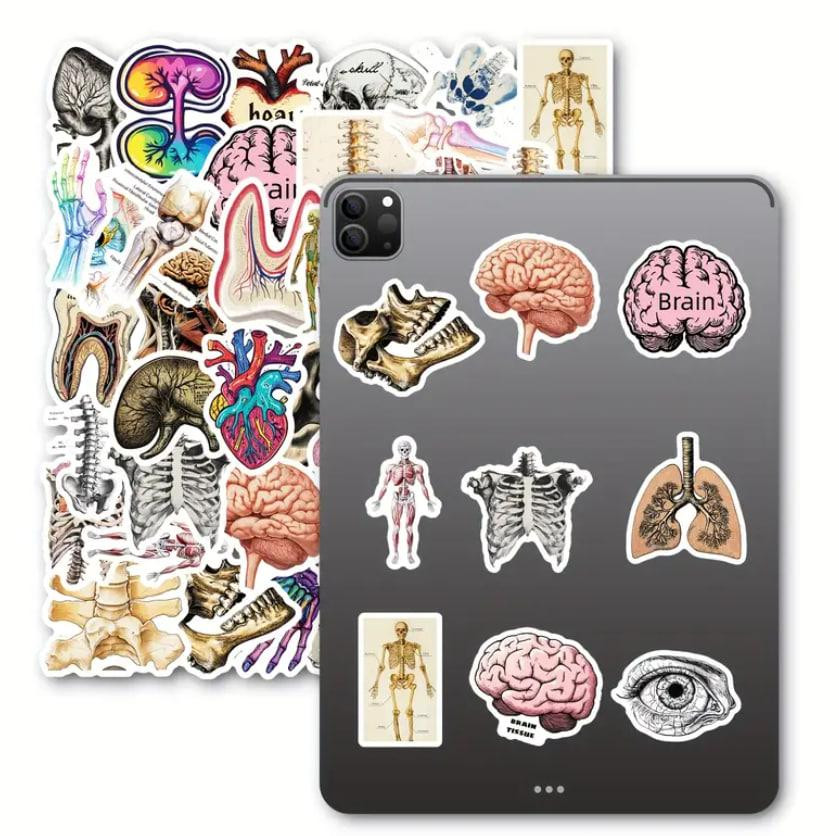 Медицинские анатомические наклейки 