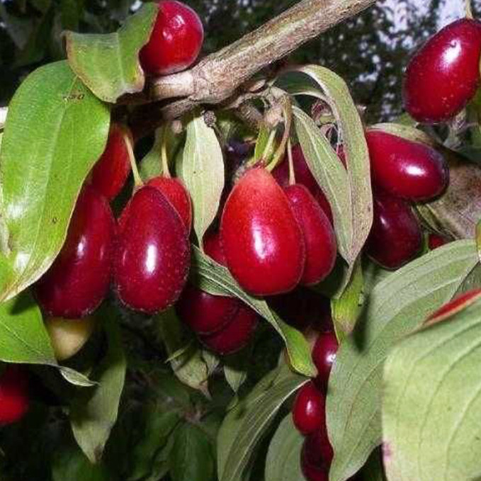 Саженцы кизила Выдубицкий (привитый) - 2-летний Черновцы - изображение 1