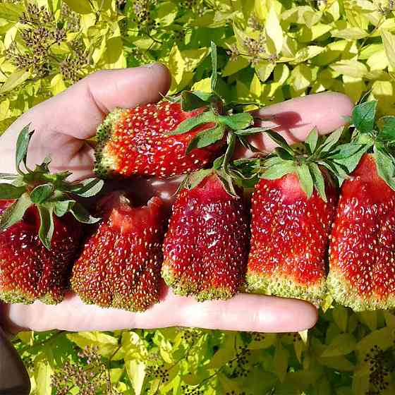 Саженцы клубники Купчиха (10 штук) Черновцы