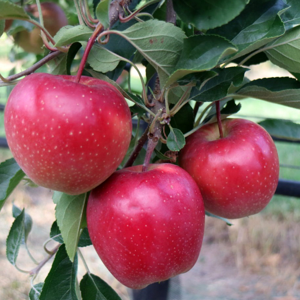 Саженцы яблоны Джулия (привитый) – 1-летний Черновцы - изображение 3