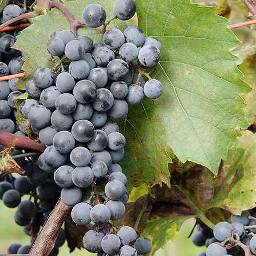 Саженцы винограда Де Шонак (черенкованный) - 2-летний Черновцы