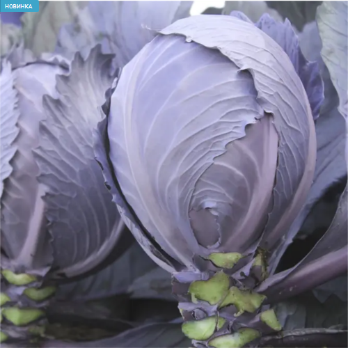 Капуста червоноголова Інтеграл F1 20шт Професійне насіння Житомир