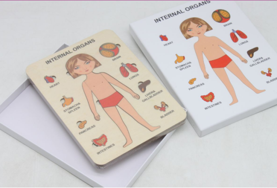 Пазли навчальні Internal Organs Strateg (30349), шт Киев