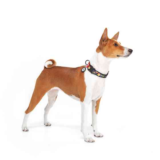 Нашийник для собак нейлоновий WAUDOG Nylon з QR-паспортом, малюнок "Рік і Морті 3", металева Вінниця