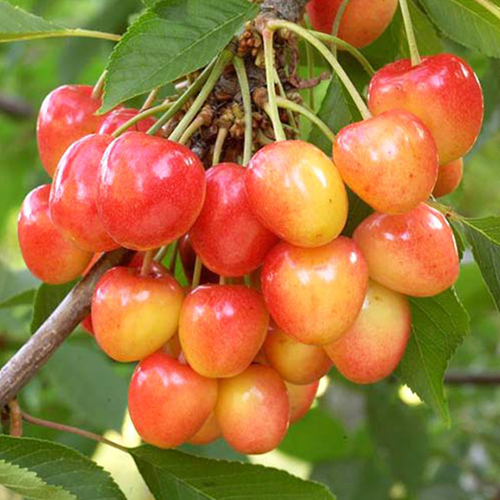 Саженцы черешни Розовинка ранняя (привита) - 1-летний Черновцы - изображение 2