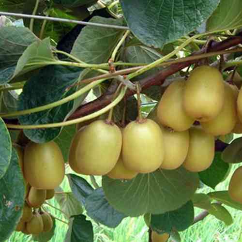 Саджанці ківі Голд (черенкований) - 3-річний Чернівці