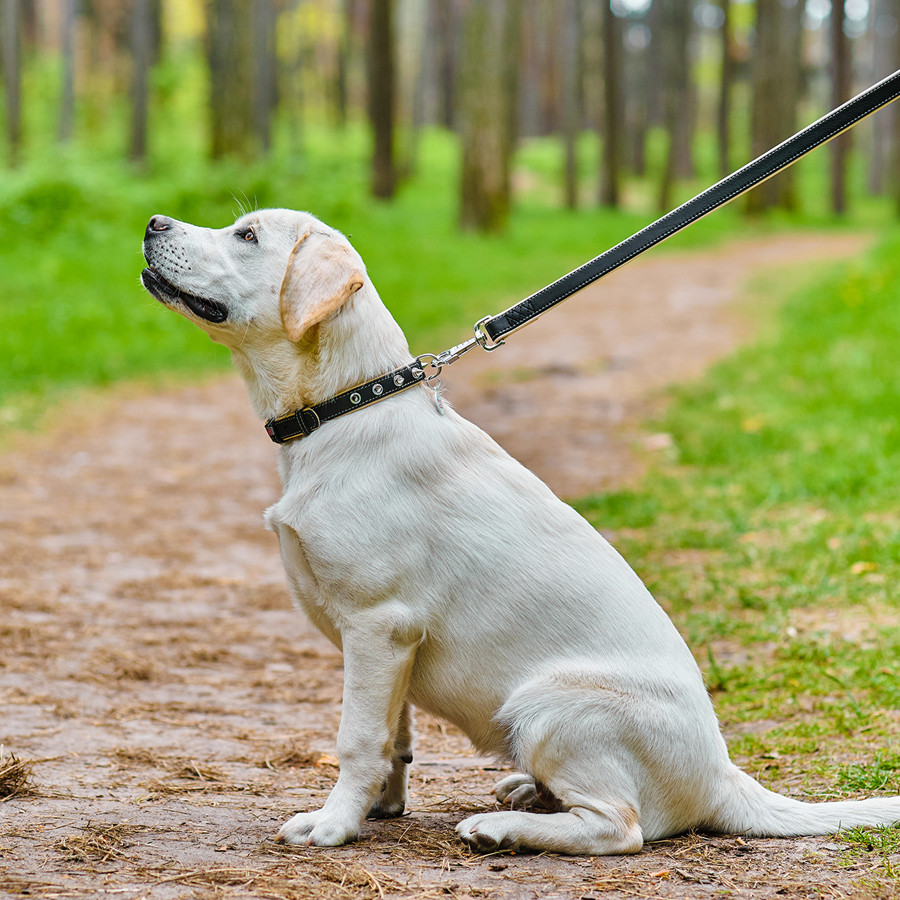 Нашийник для собак шкіряний WAUDOG Soft з QR паспортом, з шипами, Ш 35 мм, Дов 46-60 см чорний Коломия - фото 6