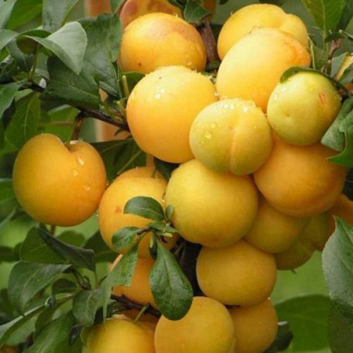 Саджанці аличі Золото Скіфів (привитий) - 1-річний Чернівці - фото 1