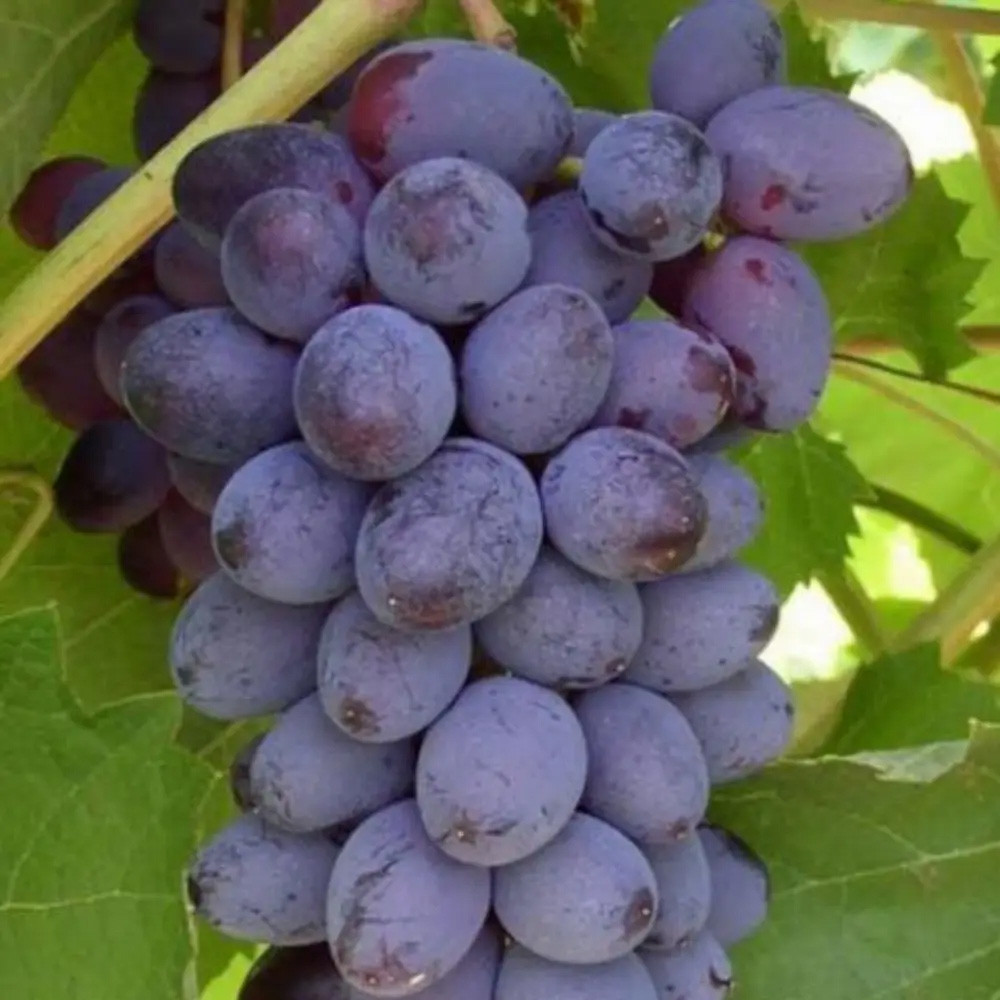 Саженцы винограда Юпитер (черенкованный) - 2-летний Черновцы - изображение 1