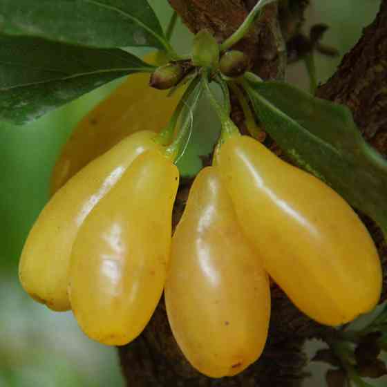 Саджанці кизилу Ніжний - 2-річний Чернівці