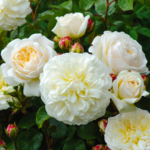 Саженцы роз Транквилити (привитый) - 2-летний Черновцы - изображение 1