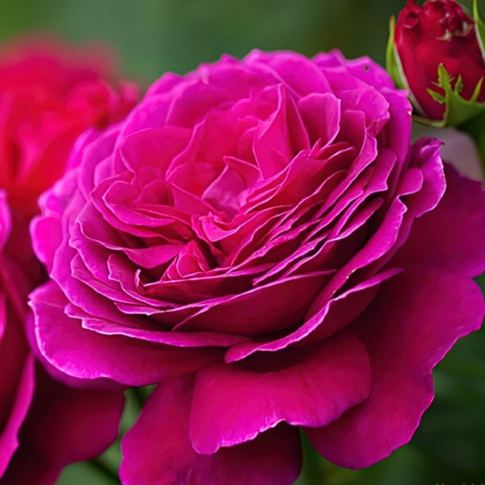 Саджанці чайно-гібридних троянд Біг Перпл (привитий) Чернівці - фото 1