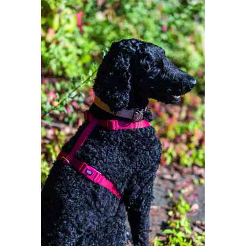 Шлей Trixie Premium для собак червоний S-M 42-60 см х 15 мм Київ