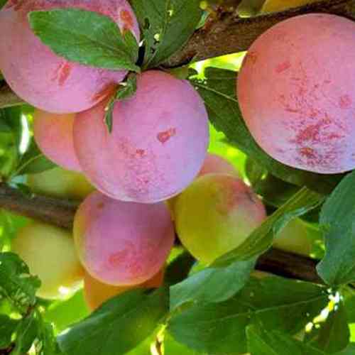 Саженцы диплоидной сливы Супериор (привитый) - 1-летний Черновцы