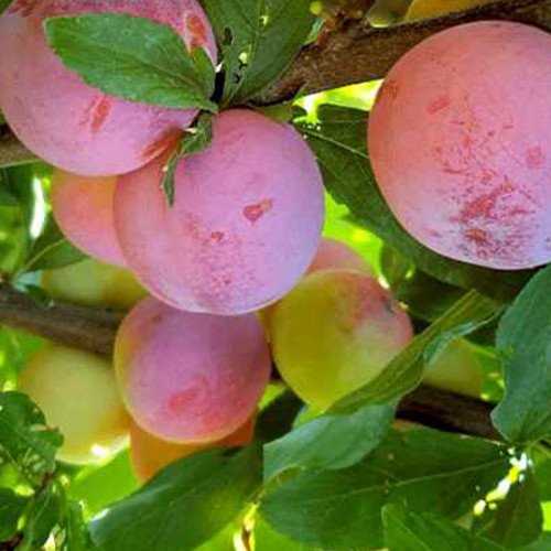 Саджанці диплоїдної сливи Суперіор (привитий) - 1-річний Чернівці - фото 1