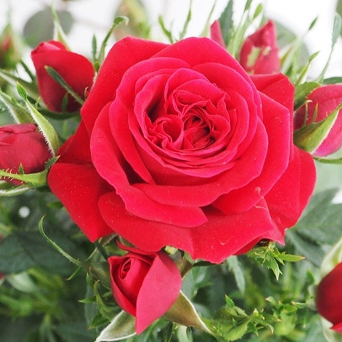 Саженцы роз Кордана (привитый) - 2-летний Черновцы - изображение 1