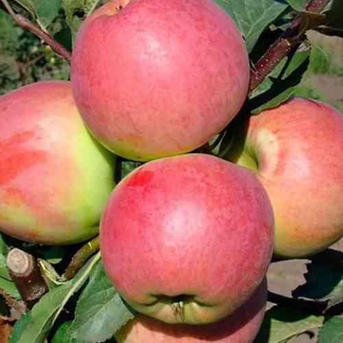 Саджанці яблуні Світ Кароліни (привитий) - 2-річний Чернівці