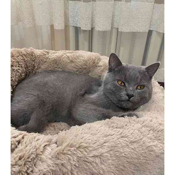 Лежанка для кошек и собак «Ворс» капучино 10049 XL (70см) Киев