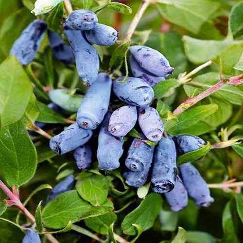 Саженцы жимолости Амфора (черенкованный) - 3-летний Черновцы