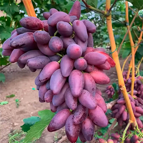 Саженцы винограда Зевс (черенкованный) - 1-летний Черновцы - изображение 1