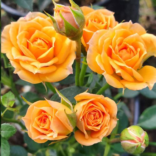 Саджанці троянд Клемантина (привитий) - 2-річний Чернівці - фото 1