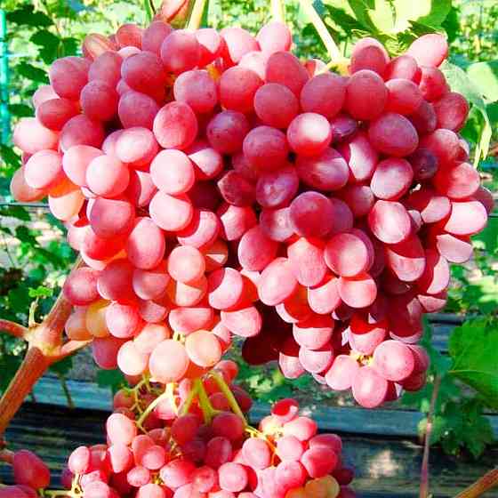 Саженцы винограда Красный Палец (черенкованный) - 1-летний Черновцы