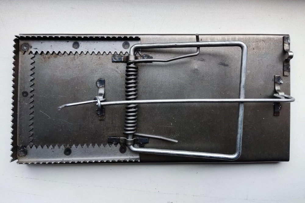 Щуроловка сталева велика потужна, щурівка Дніпро - фото 3