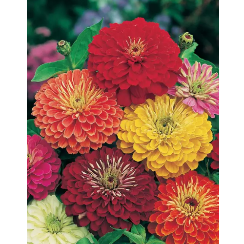 Цинія елегантна Бордюр суміш 0,5гр Професійне насіння Житомир - фото 3