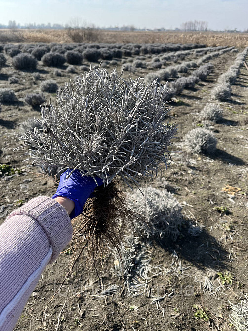 Лавандин сорту Grosso  дворічний сформований  саджанець діаметром до 30 см Ірпінь - фото 8