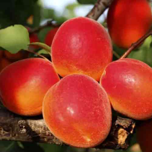 Саженцы абрикоса Харогем (привитый) - 2-летний Черновцы