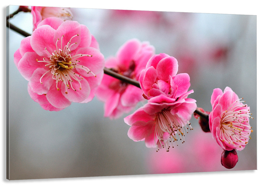 Картина холст у вітальню / спальню Сакура    MLP_100  ( 60х30см ) 60x100 см Київ - фото 1