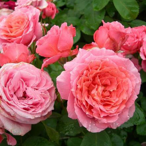 Саджанці троянд Люм'єр (привитий) - 2-річний Чернівці - фото 1