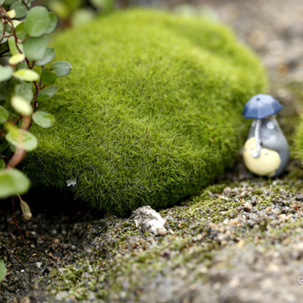 Искусственный мох на камнях для флорариума, мини-сада, вазона, моссариума, рокария, микроландшафта, диорам Одесса - изображение 4