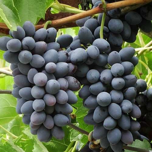 Cаджанці винограду Августа (черенкований) - 2-річний Чернівці - фото 1