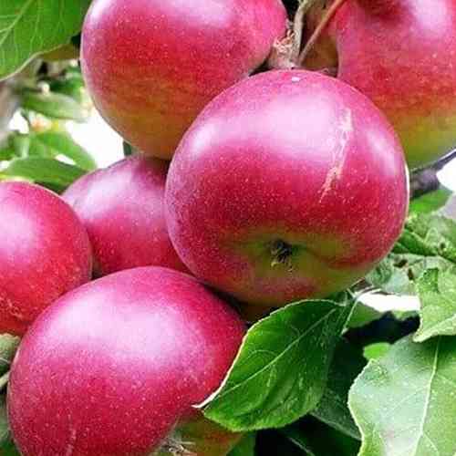 Саджанці яблуні Зоря Поділля (привитий) - 2-річний Чернівці