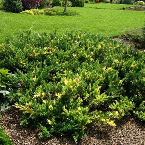 Саженцы можжевельника Экспанса Вариегата (черенкованный) - 3-летний Черновцы - изображение 1