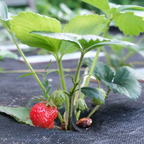 Пакет AGREEN 50 чорний (3,2x10) 5шт в уп. Житомир - фото 2