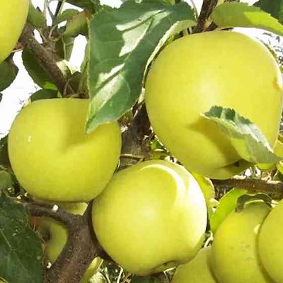 Саджанці яблуні Сніговий Кальвіль (привитий) - 1-річний Чернівці