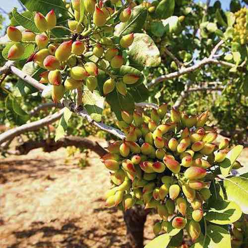 Саджанці фісташки Альбіна - 1-річний Чернівці