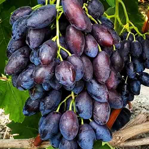 Саженцы винограда Брависимо (черенкованный) - 2-летний Черновцы