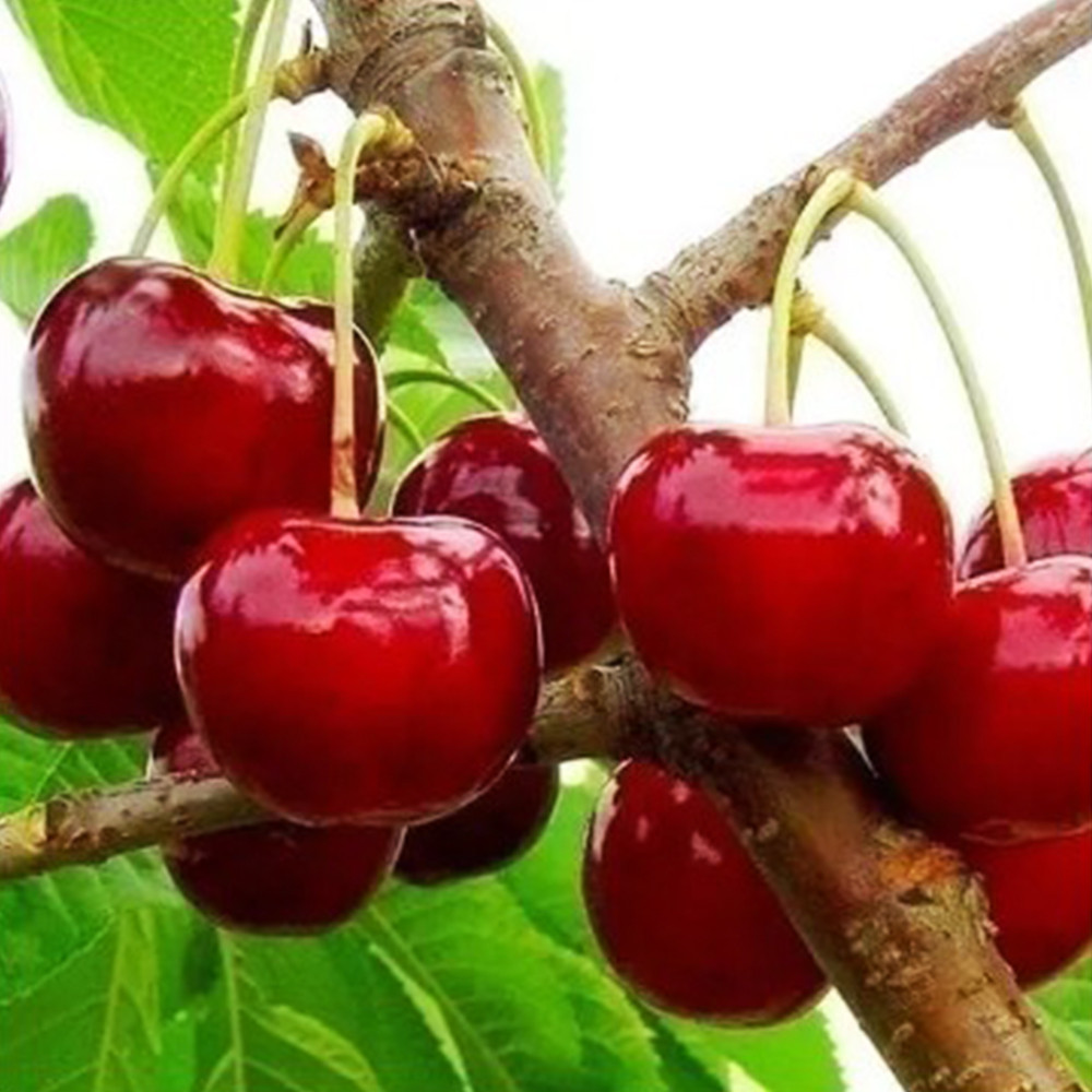 Саджанці вишні Любительська (привитий) - 2-річний Чернівці - фото 2