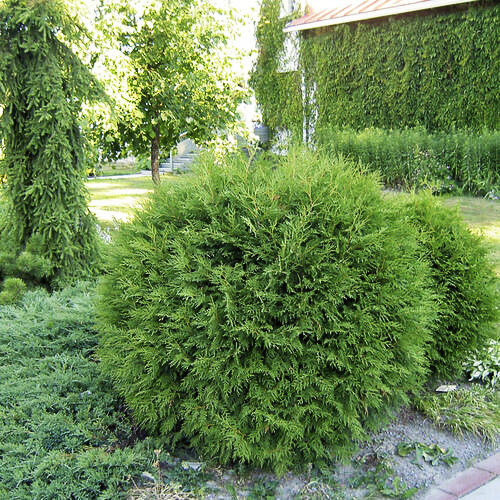 Саджанці туї Сизувата Чернівці - фото 1