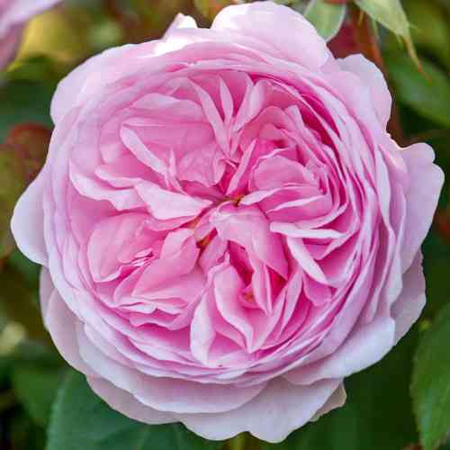 Саджанці троянд Олівія Роуз (привитий) - 2-річний Чернівці