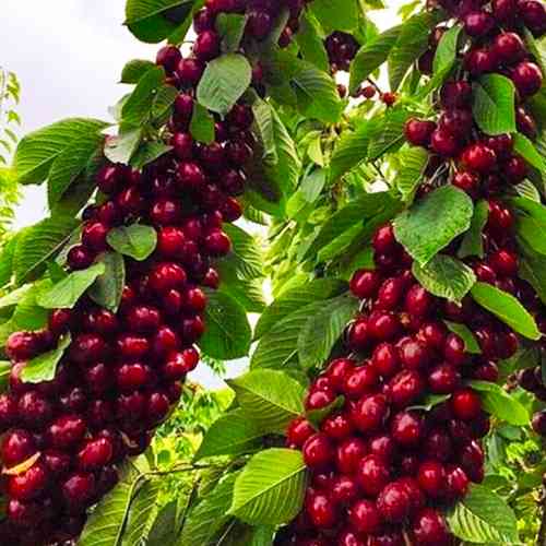 саженцы колонновидной черешни Квин Мэри (привитый) - 1-летний Черновцы