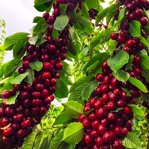 саженцы колонновидной черешни Квин Мэри (привитый) - 1-летний Черновцы - изображение 1