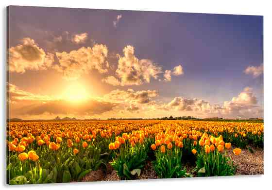 Картина холст в гостиную / спальню   Жовті Тюльпани    MLP_135 Киев