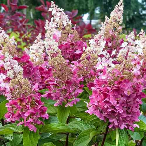 Саджанці гортензії Конфеті (черенкований) - 1-річний Чернівці