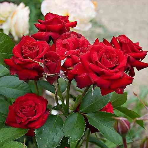 Саджанці троянд Ніколо Паганіні (привитий) - 2-річний Чернівці