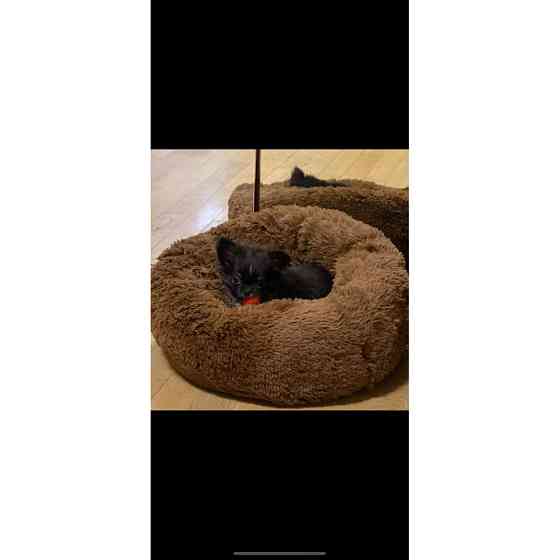 Лежанка для кошек и собак «Ворс» M (50см), Коричневий Киев