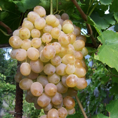 Cаджанці винограду Золотий Мускат (черенкований) - 2-річний Чернівці - фото 1